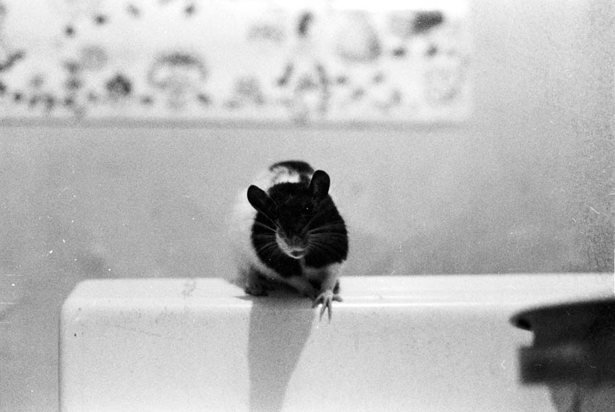 13-Rat_Stove