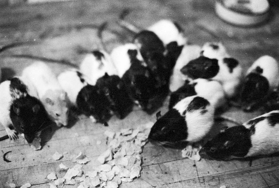 16-Dinner