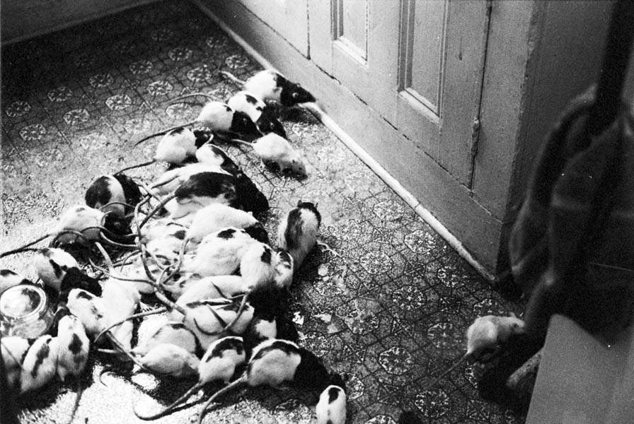 34-Crowd_Floor