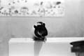 13-Rat_Stove