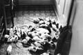 35-Crowd_KitchenFloor